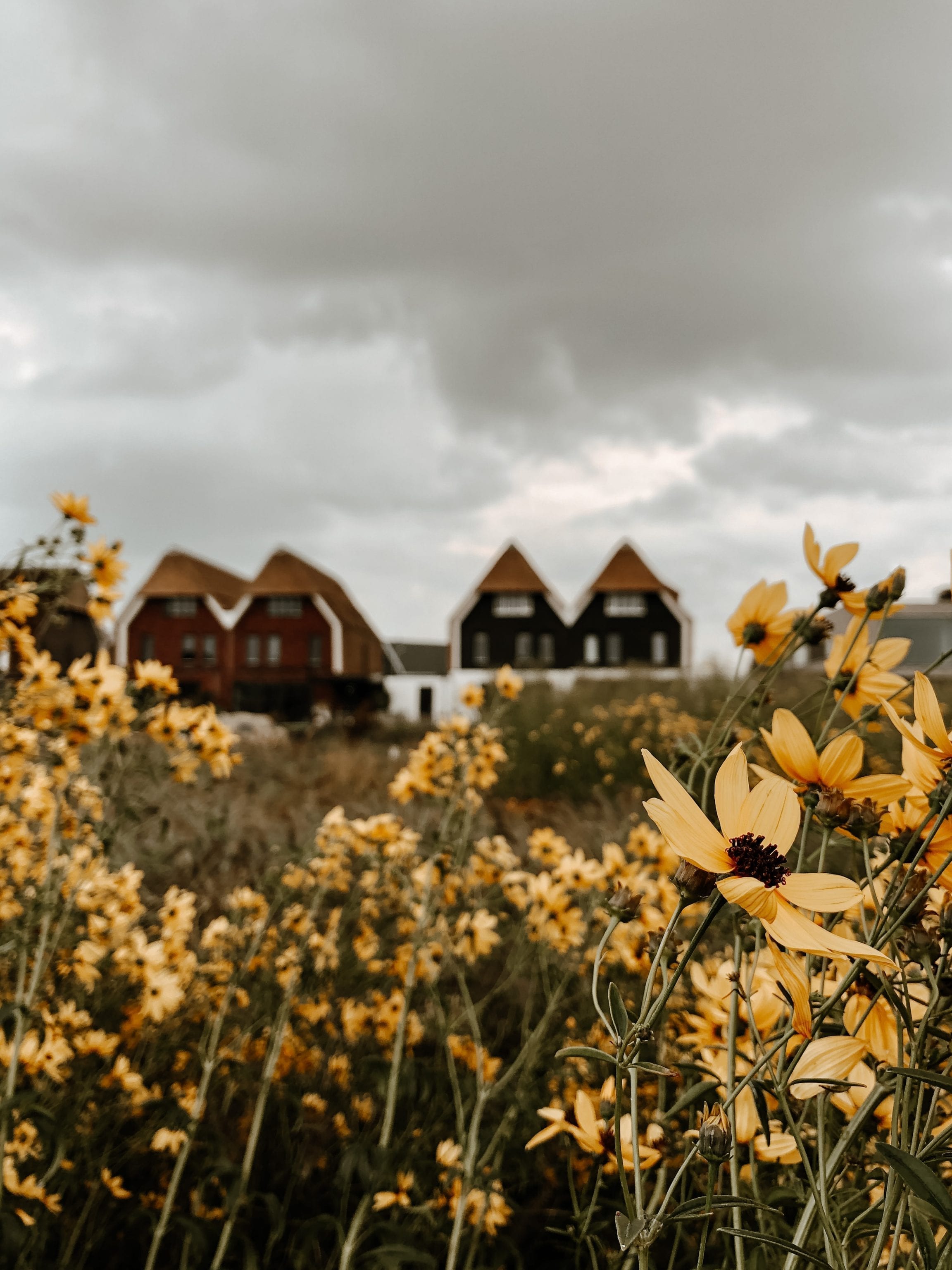 Image of houses and yellow flowers as demonstration on how to use focus in iphone camera