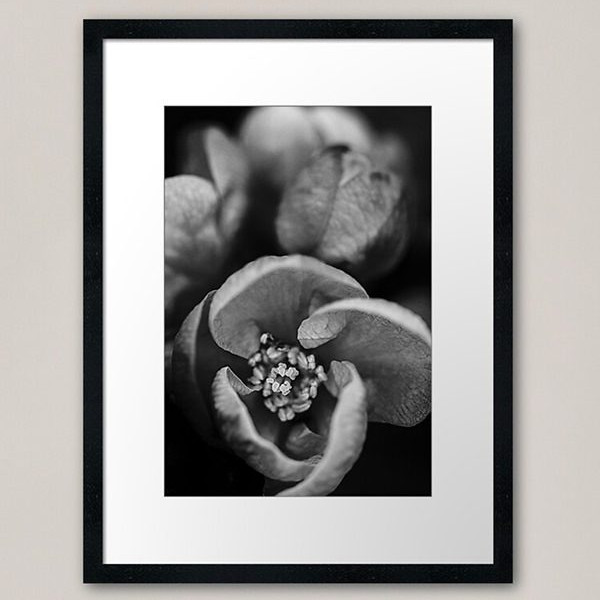Black and white framed art print of macro flower